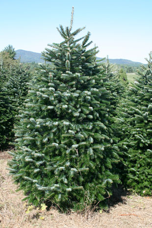 Quality Christmas Trees – Christmas Tree Dublin