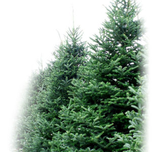 christmas-tree-shop